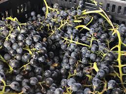 Bodega Murcal uvas