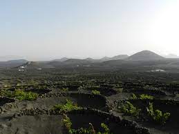 Bodegas Tierra De Volcanes Viñedos