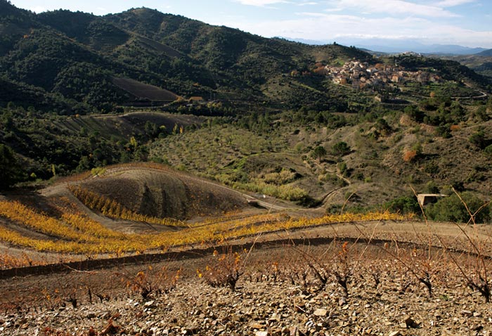 LInfernal Wines vinedo