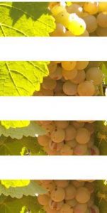 tecnics assessors agroindustrials logo
