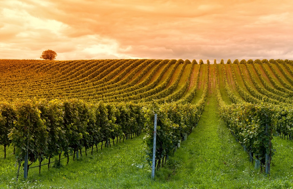 Aceros Agricolas Asturianos Viñedo
