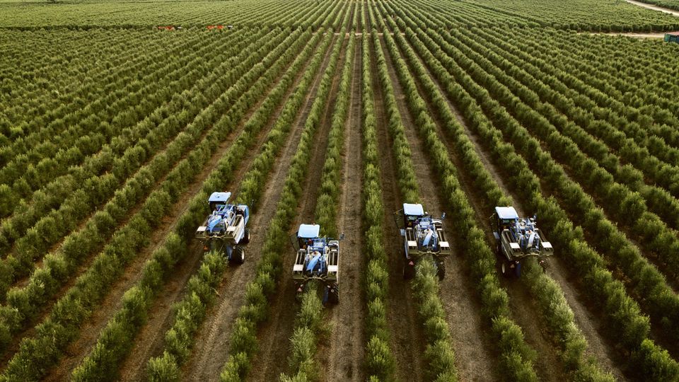 Agromillora Group