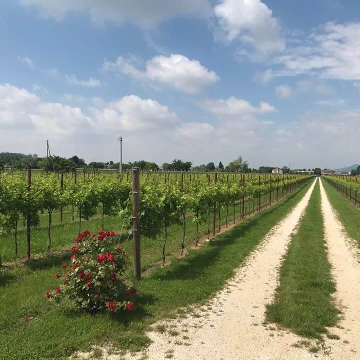 Agrovimar Enología Viña