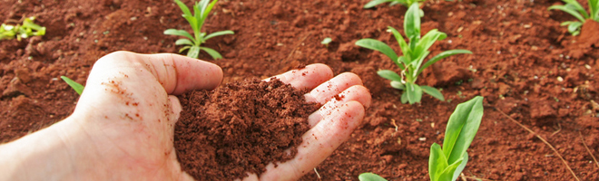 Saflowers & Sadol Asesoramiento