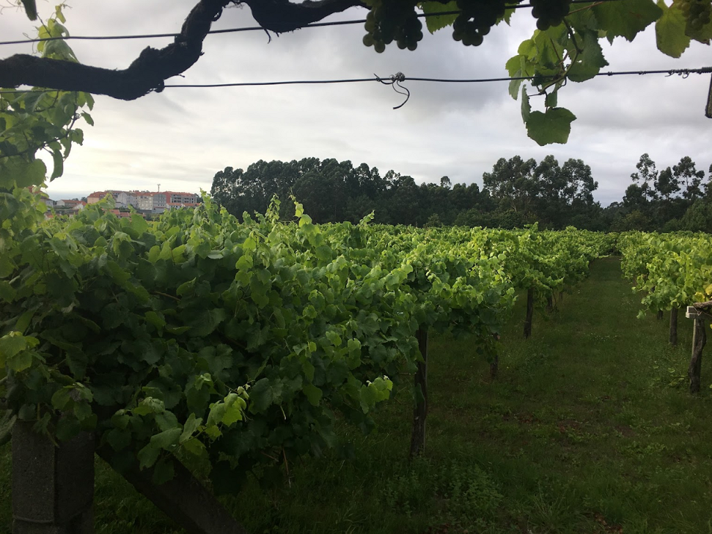 Bodega Fernando Meis Otero
