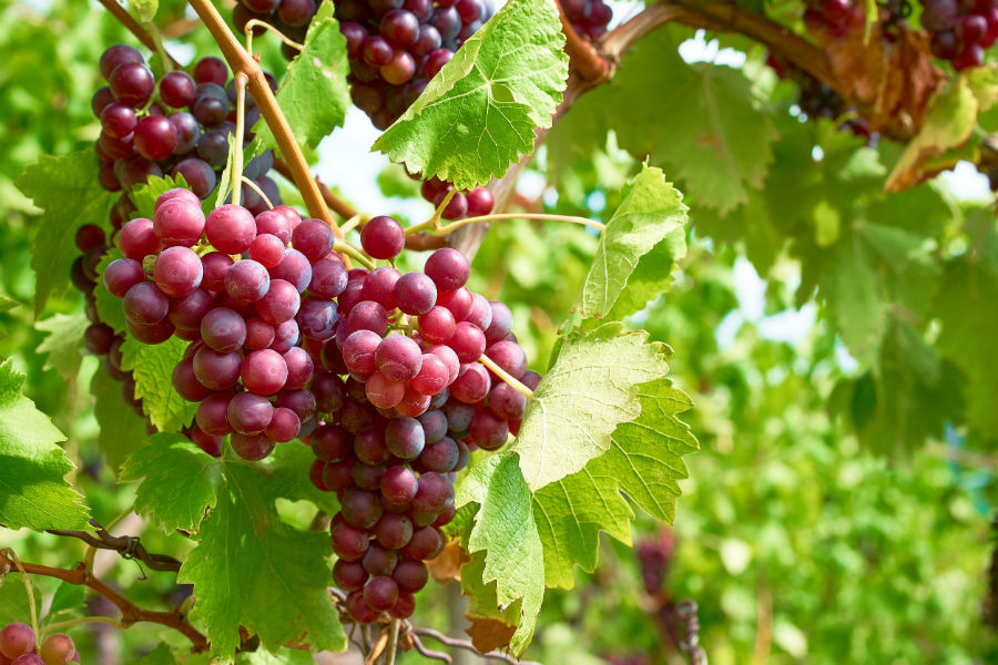 Bodega Román Paladino