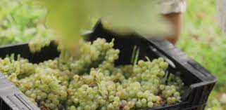 Bodega Basalbeiti cosechas