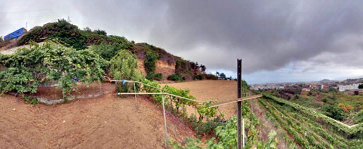 Bodega Bosol SC viñedos