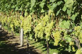 Bodega Erdikoetxe viñedos