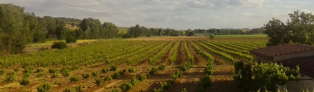 Bodegas salgado narros vinedos