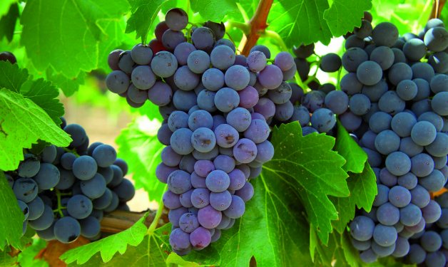 Nuestra señora del espino Uvas