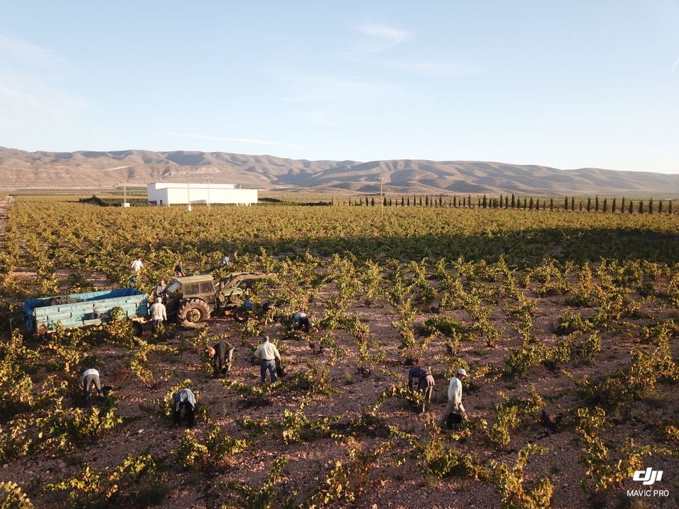 Viñedos y Bodegas Asensio Carcelén