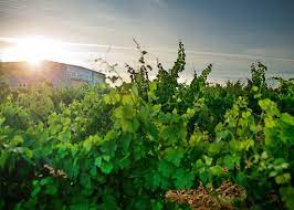 Bodega Broco Martínez, S.L. viñedo