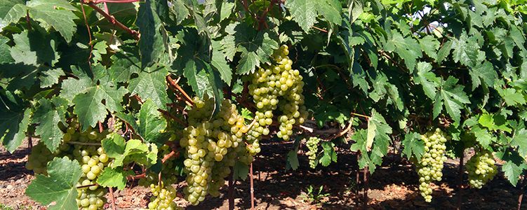 BodegaVolcán de Caramujo instalaciones