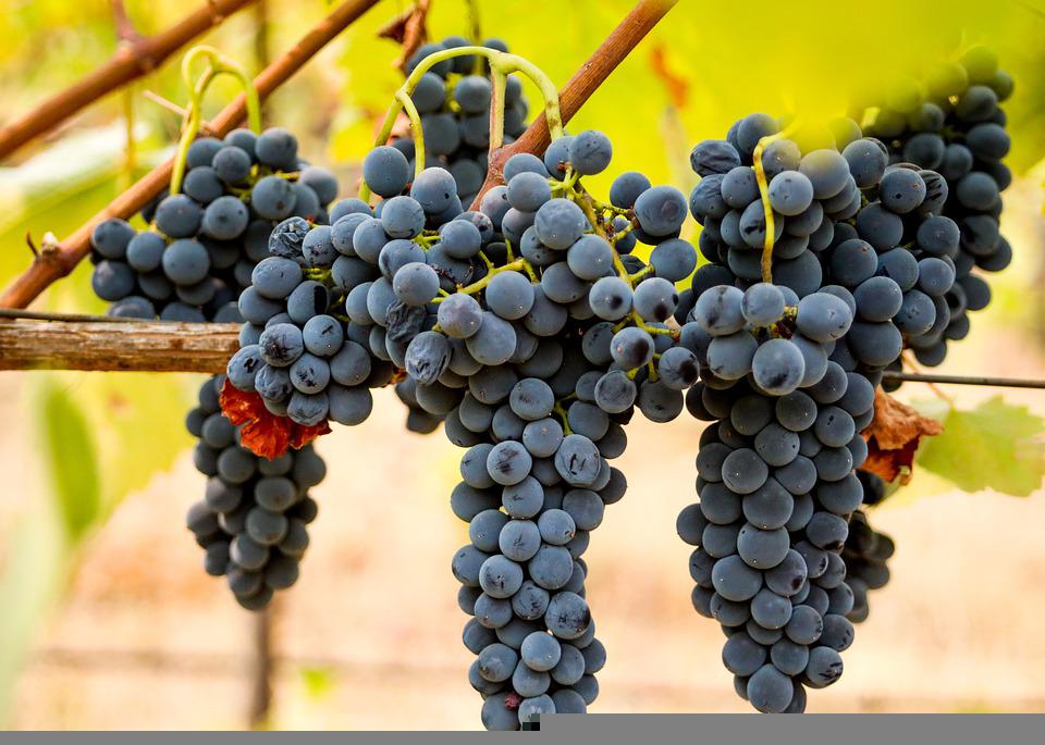 Bodegas Y Viñedos Raúl Pérez ,S.L. cosecha