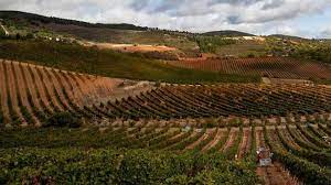 Estévez Bodegas Y Viñedos,S.L viñedos