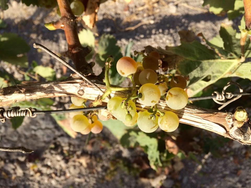 Bodegas Elías González Guzmán