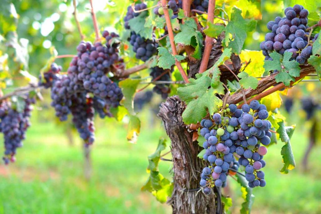 Desgranando la fruta del vino: descubre las partes de la uva y su importancia en la elaboración del vino