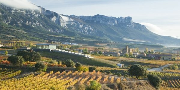 Actividades a pie de viña
