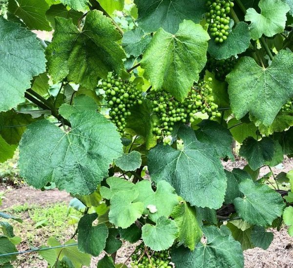 Agroverde Pacego vinas