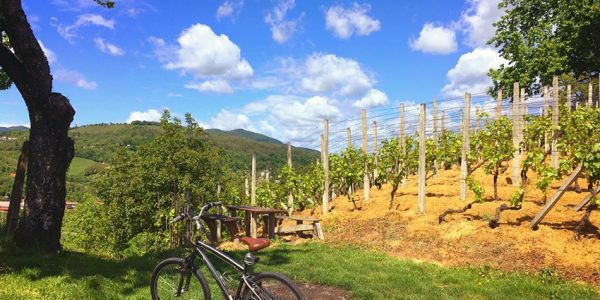 Bicicleta entre Viñedos, Visita y Cata