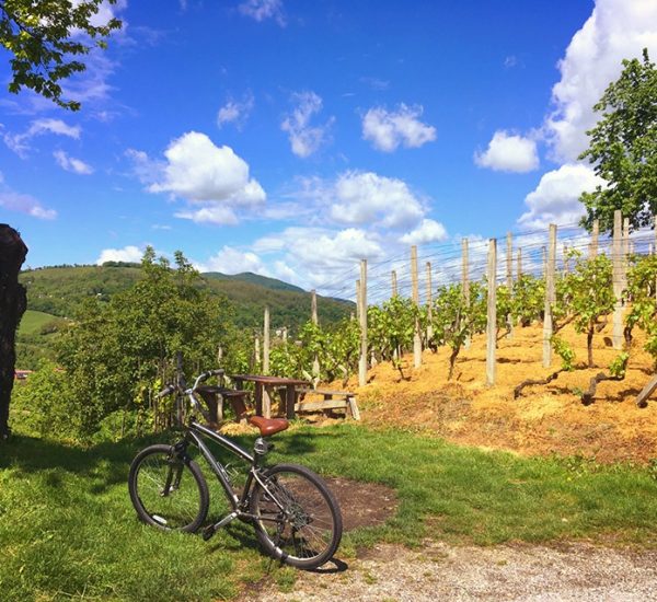 Bicicleta entre Viñedos, Visita y Cata