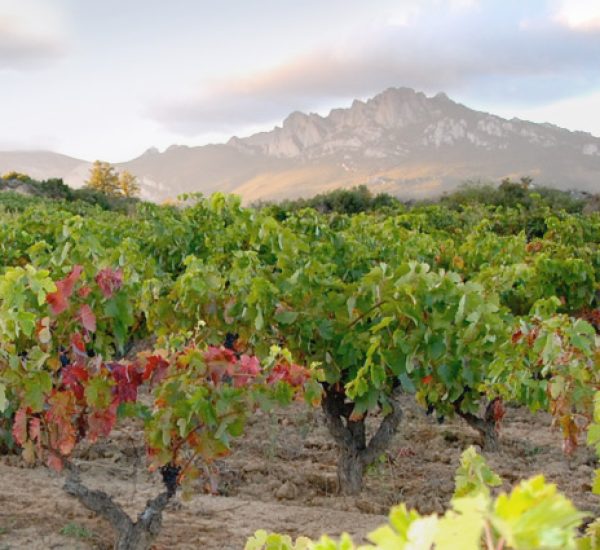 Bodega Bhilar casa en elvillar