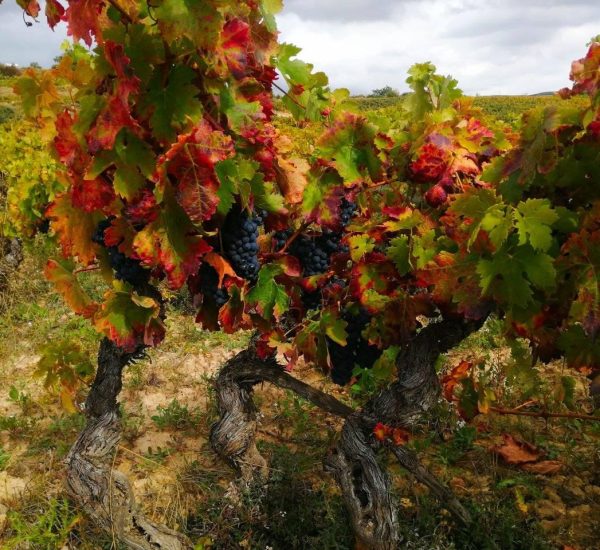 Bodega Companon Arrieta Vinedo
