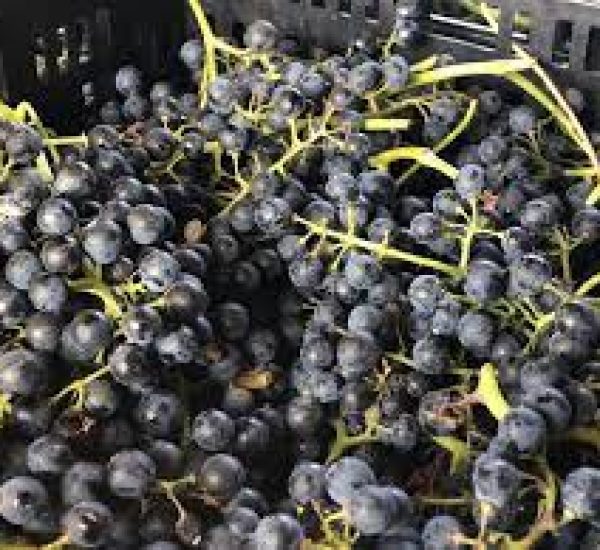 Bodega Murcal uvas