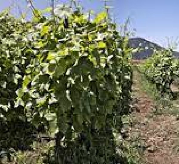 Bodega Secadero viñedos