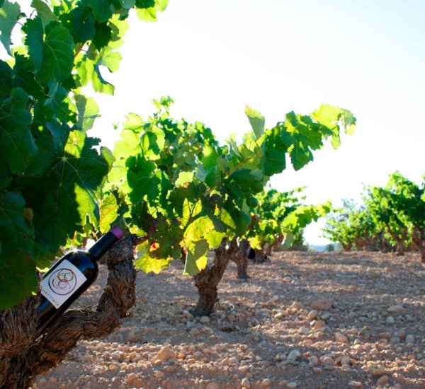 Bodega&Viñedos Carres