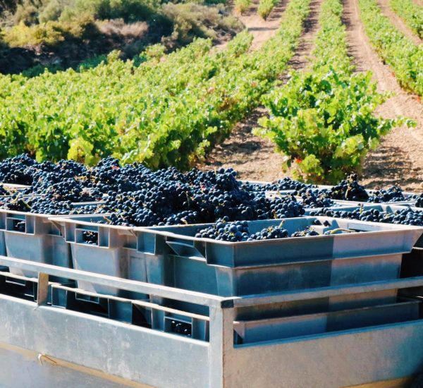 Bodega contador vinedo
