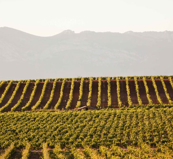 Bodega San Pedro Apostol