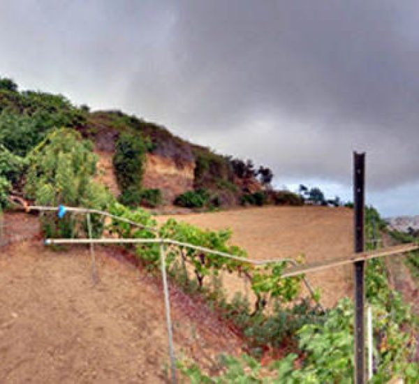 Bodega Bosol SC viñedos