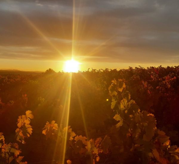 Bodegas Blanco Perez De Azpillaga Viñedo