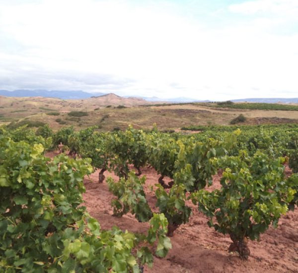 Bodegas Gama vinedo