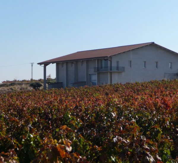 Bodegas Montsalla vinedo