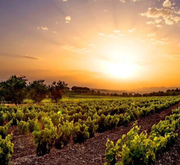 Bodegas aradon vinedo
