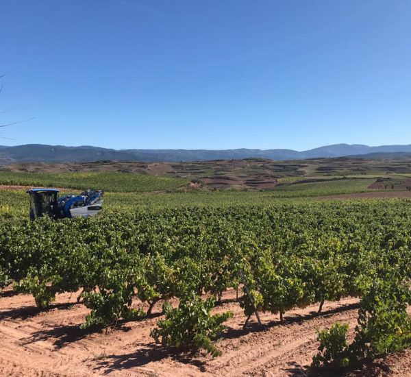 Bodegas cesar del rio vinedo