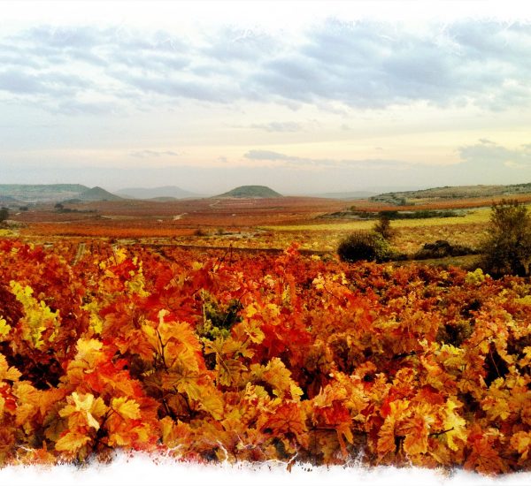 Bodegas exopto vinedo