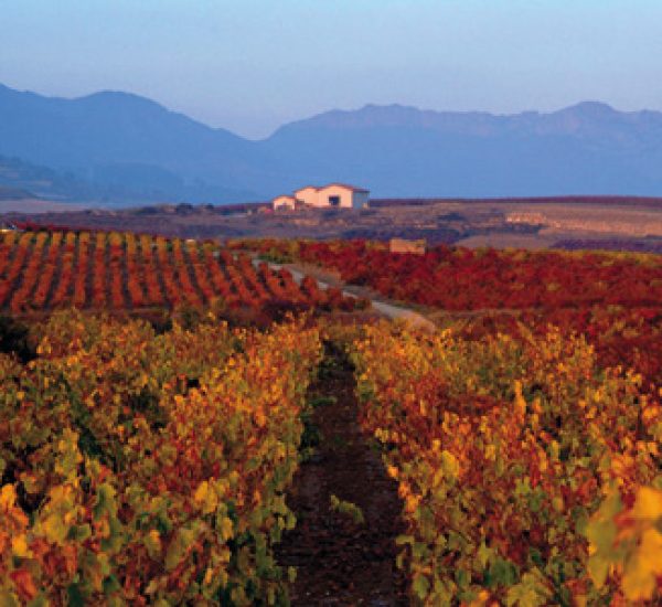 Bodegas landaluce vinedo