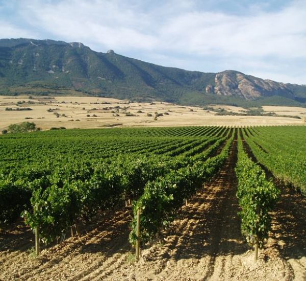Bodegas Medrano Irazu