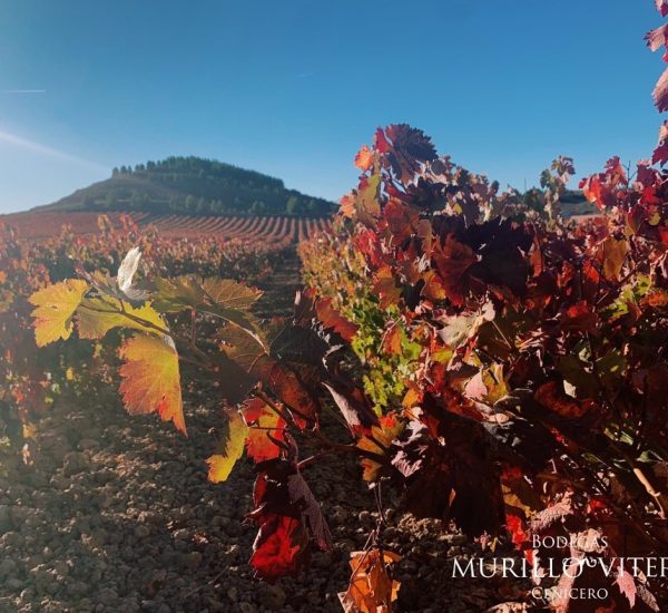 Bodegas murillo viteri vinedo