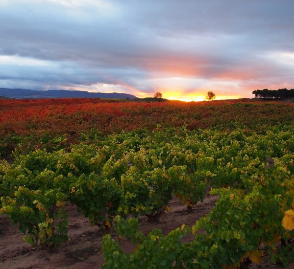 Bodegas San Esteban