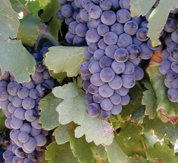 Bodegas-vinicola-del-nordest-uvas