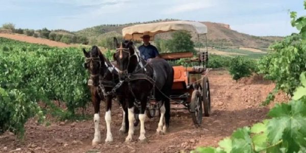 Cabalgando entre Viñedos Paseo en carro de caballos