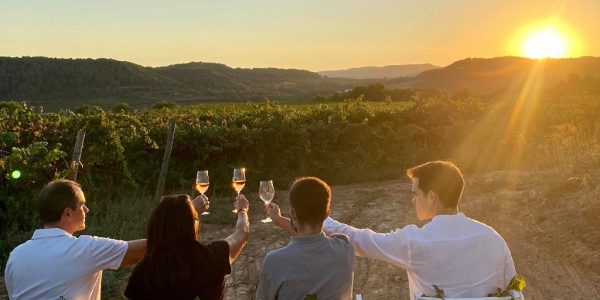 Cata En Viñedos: Puesta De Sol/Amanecer Con Aperitivos