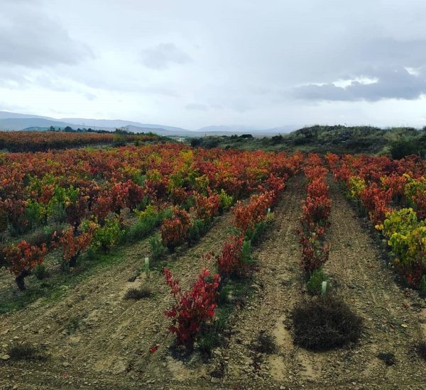 Clos Ibai Viticultores