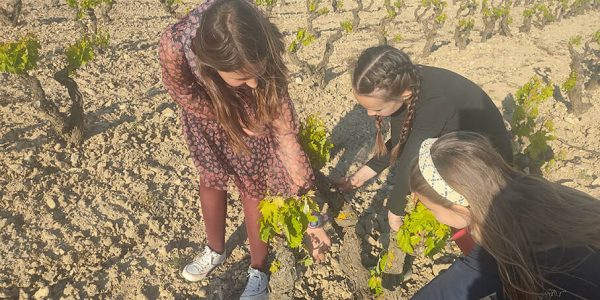 Descubriendo El Arte y La Ciencia Del Cultivo y La Enología