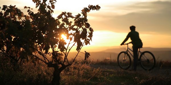 Experiencia Bike & Wine